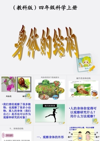 四年级科学上册 身体的结构课件 教科版