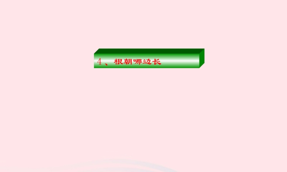 四年级科学下册 第一单元 第4课《根朝哪边长》课件2 鄂教版-鄂教版小学四年级下册自然科学课件