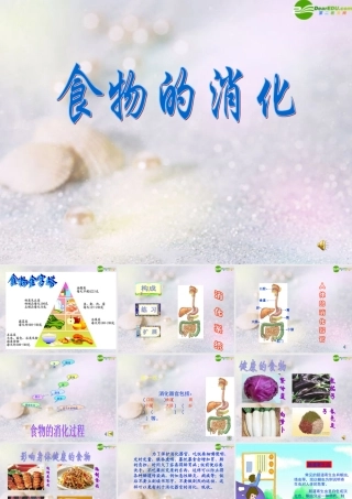 四年级科学上册 食物的消化课件 苏教版