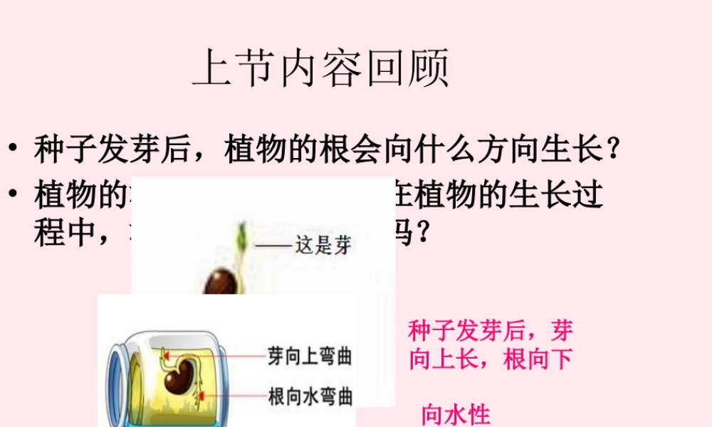 四年级科学下册 第一单元 第5课《茎往哪边长》课件1 鄂教版-鄂教版小学四年级下册自然科学课件