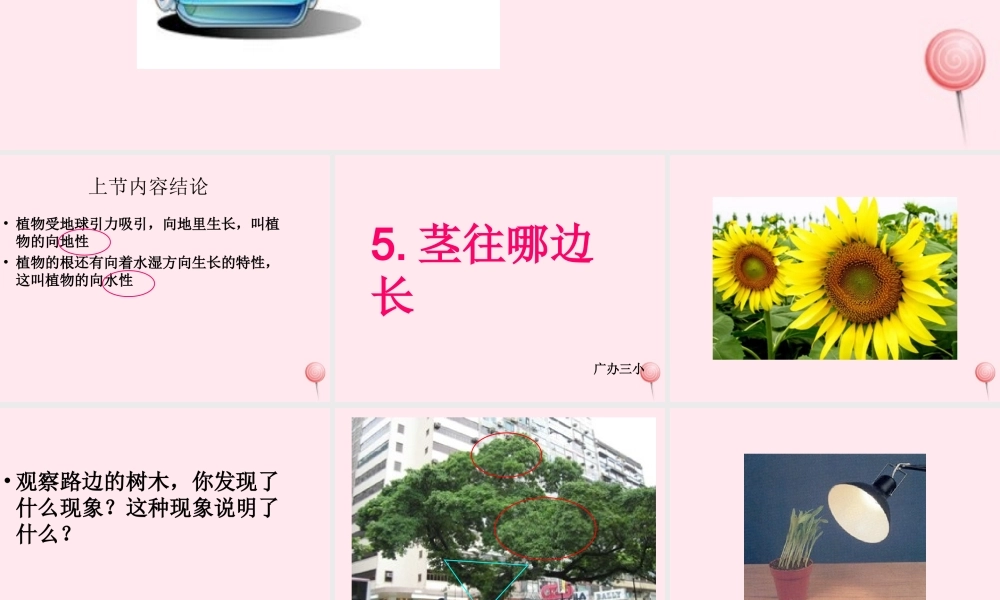 四年级科学下册 第一单元 第5课《茎往哪边长》课件1 鄂教版-鄂教版小学四年级下册自然科学课件