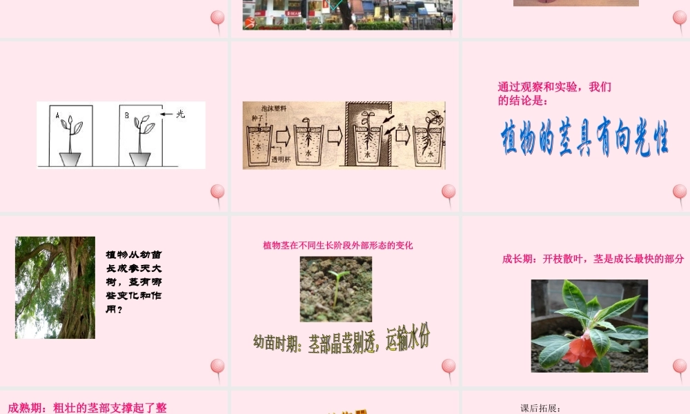 四年级科学下册 第一单元 第5课《茎往哪边长》课件1 鄂教版-鄂教版小学四年级下册自然科学课件