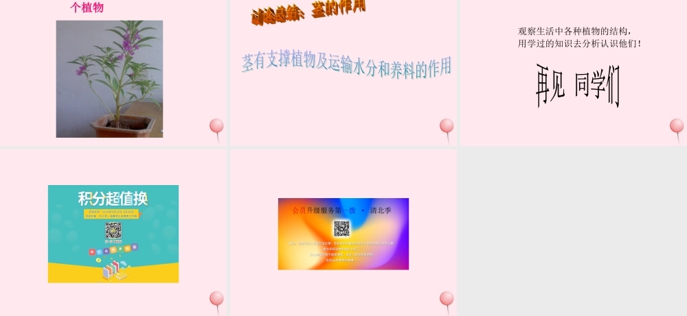 四年级科学下册 第一单元 第5课《茎往哪边长》课件1 鄂教版-鄂教版小学四年级下册自然科学课件