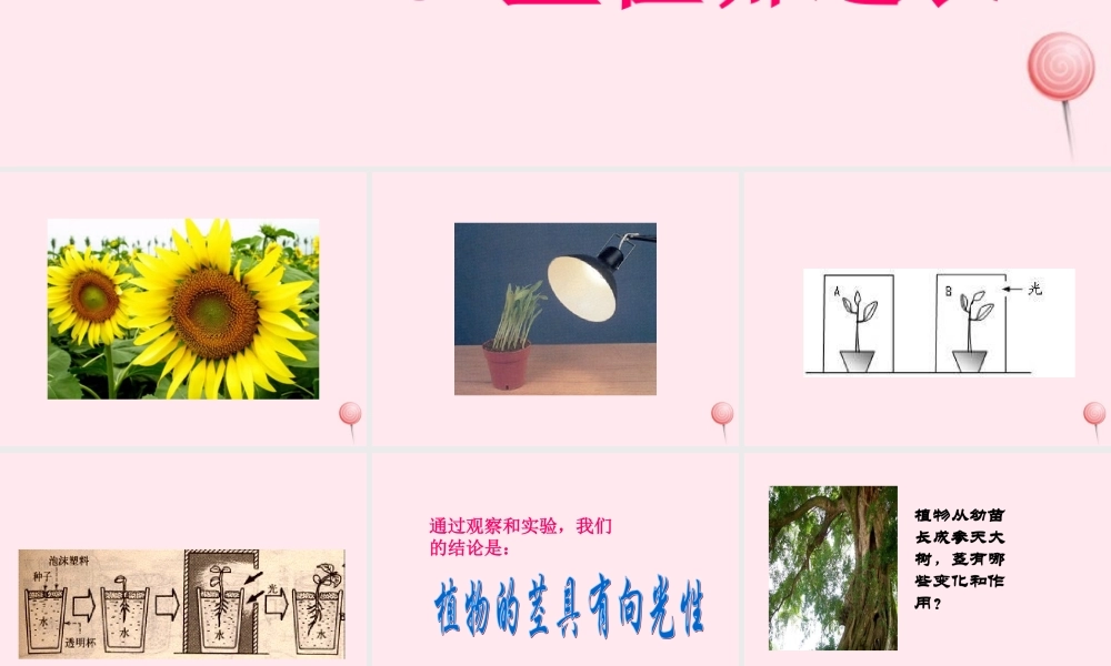 四年级科学下册 第一单元 第5课《茎往哪边长》课件2 鄂教版-鄂教版小学四年级下册自然科学课件