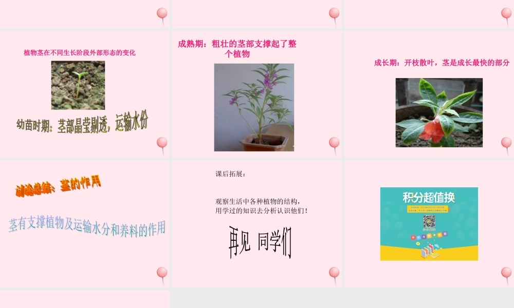 四年级科学下册 第一单元 第5课《茎往哪边长》课件2 鄂教版-鄂教版小学四年级下册自然科学课件