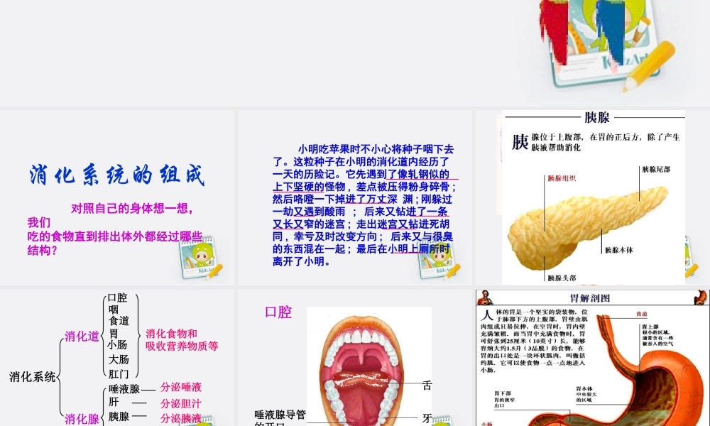 四年级科学上册 食物在体内的旅行 2课件 教科版