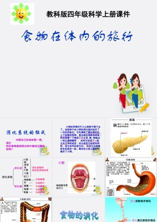 四年级科学上册 食物在体内的旅行 2课件 教科版