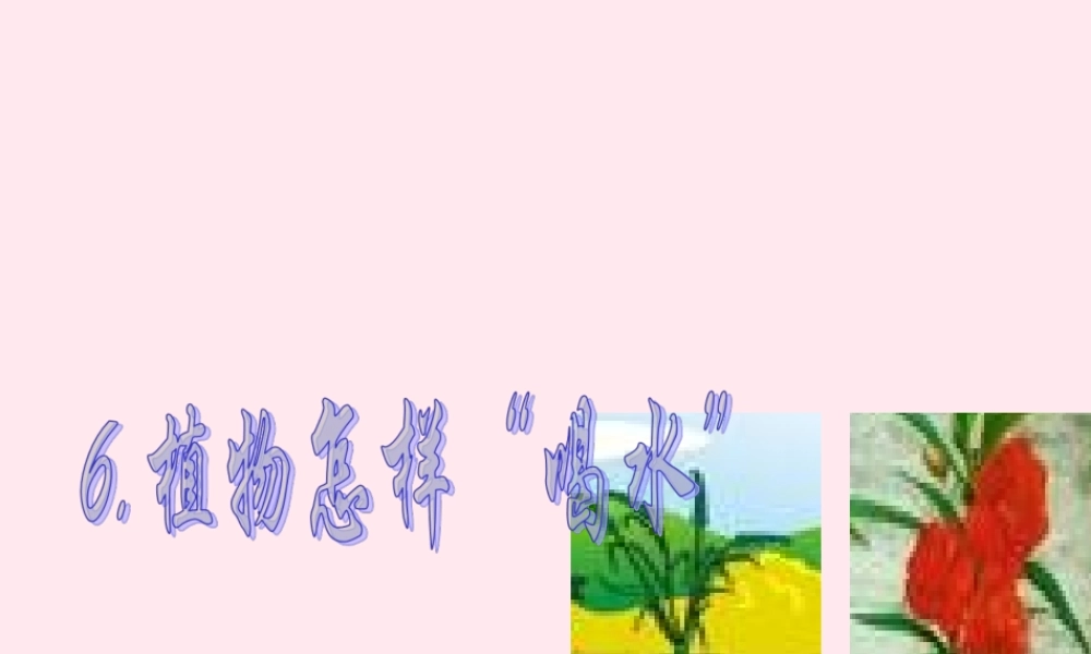 四年级科学下册 第一单元 第6课《植物怎样喝水》课件 鄂教版-鄂教版小学四年级下册自然科学课件