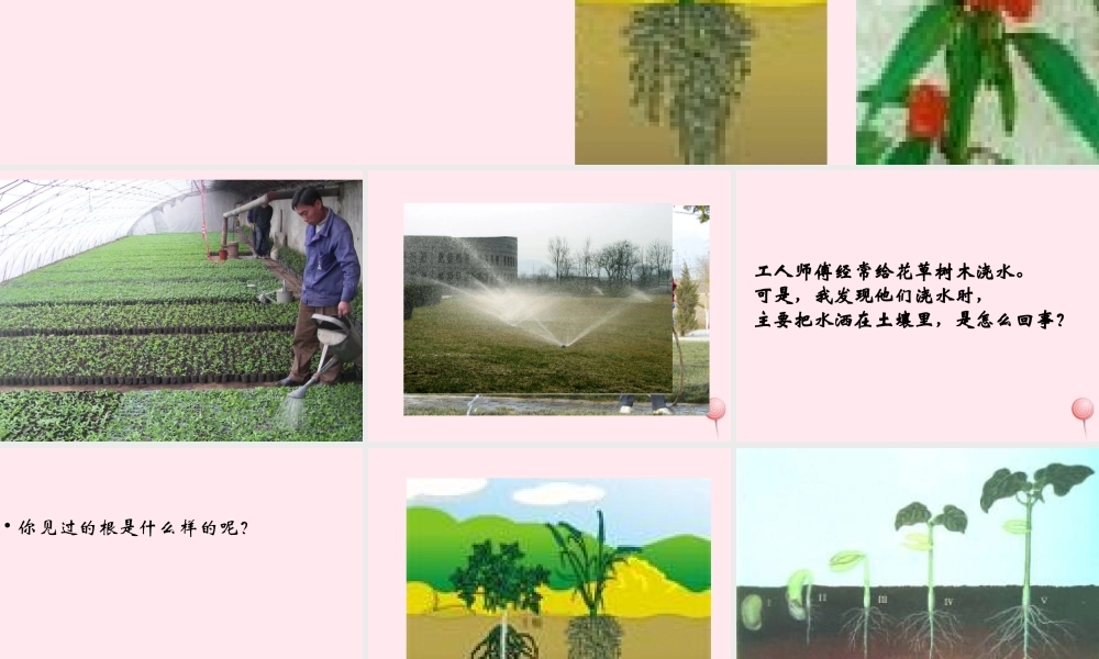 四年级科学下册 第一单元 第6课《植物怎样喝水》课件 鄂教版-鄂教版小学四年级下册自然科学课件