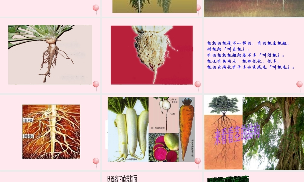 四年级科学下册 第一单元 第6课《植物怎样喝水》课件 鄂教版-鄂教版小学四年级下册自然科学课件
