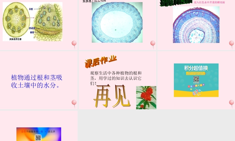 四年级科学下册 第一单元 第6课《植物怎样喝水》课件 鄂教版-鄂教版小学四年级下册自然科学课件