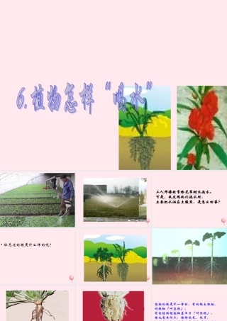 四年级科学下册 第一单元 第6课《植物怎样喝水》课件 鄂教版-鄂教版小学四年级下册自然科学课件
