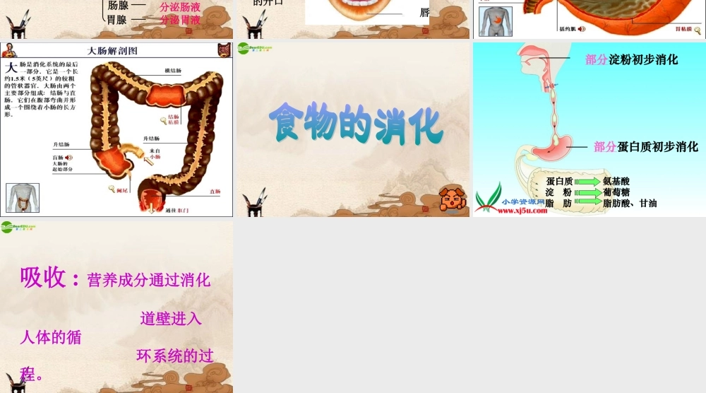 四年级科学上册 食物在体内的旅行课件 教科版