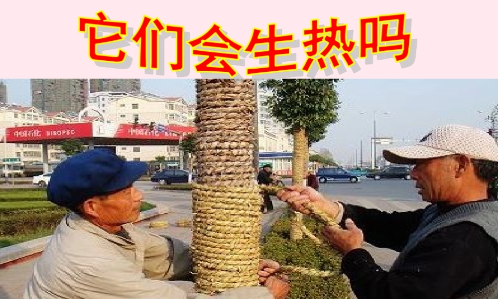 四年级科学下册 第一单元 热与我们的生活 第4课《它们会生热吗》课件2 青岛版五四制-青岛版小学四年级下册自然科学课件