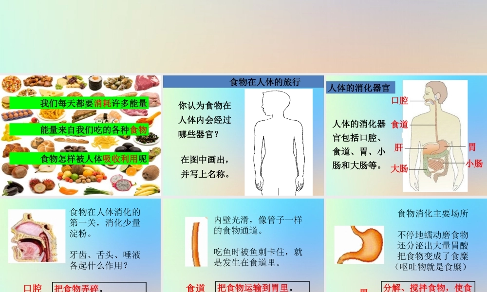 四年级科学上册 我们的身体 5食物在体内的旅行课件 教科版-教科版小学四年级上册自然科学课件