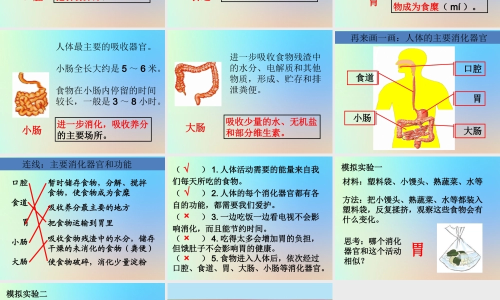 四年级科学上册 我们的身体 5食物在体内的旅行课件 教科版-教科版小学四年级上册自然科学课件