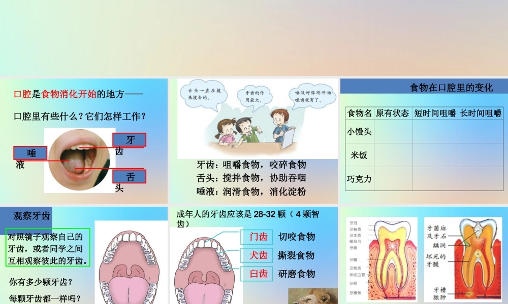 四年级科学上册 我们的身体 6食物在口腔里的变化课件 教科版-教科版小学四年级上册自然科学课件