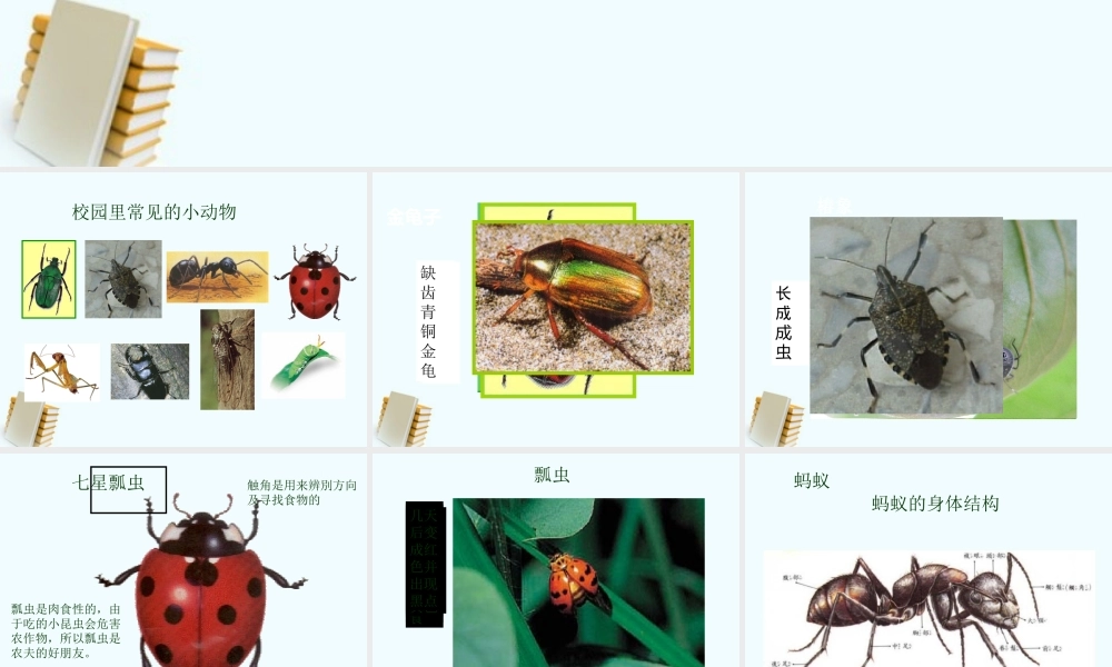 四年级科学上册 校园里有哪些动植物 2课件 鄂教版