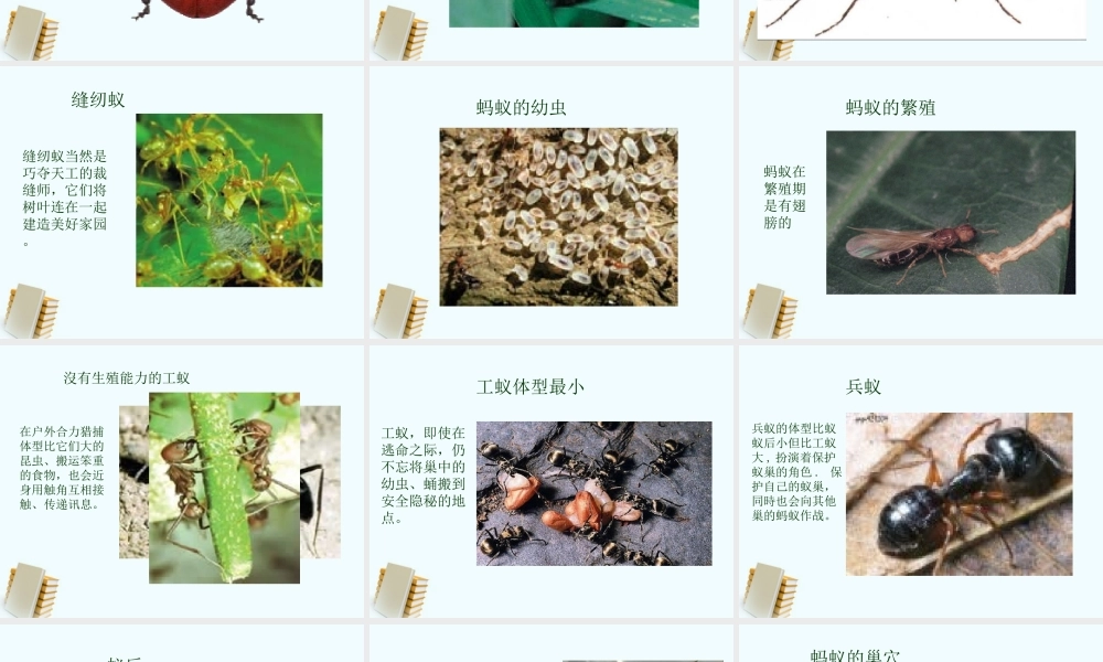 四年级科学上册 校园里有哪些动植物 2课件 鄂教版