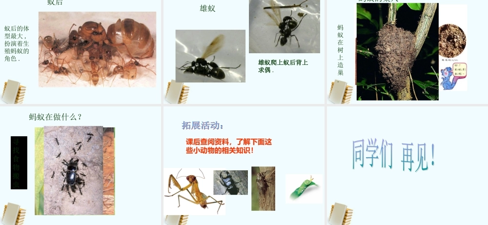 四年级科学上册 校园里有哪些动植物 2课件 鄂教版