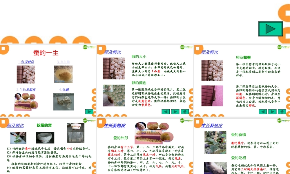 四年级科学下册 给蚕宝宝记日记拓展资料课件 苏教版
