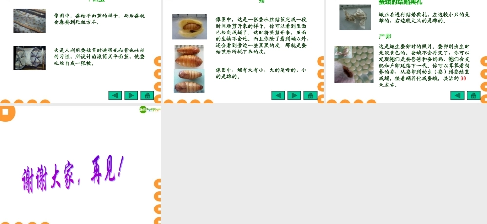 四年级科学下册 给蚕宝宝记日记拓展资料课件 苏教版