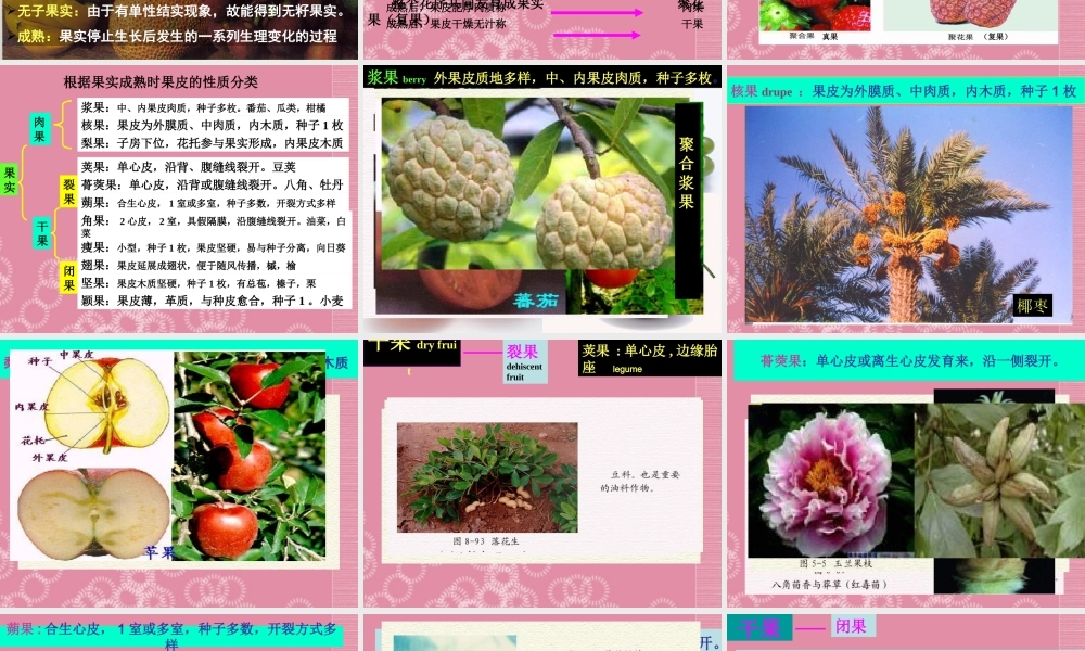 四年级科学下册 果实的形成 3课件 首师大版