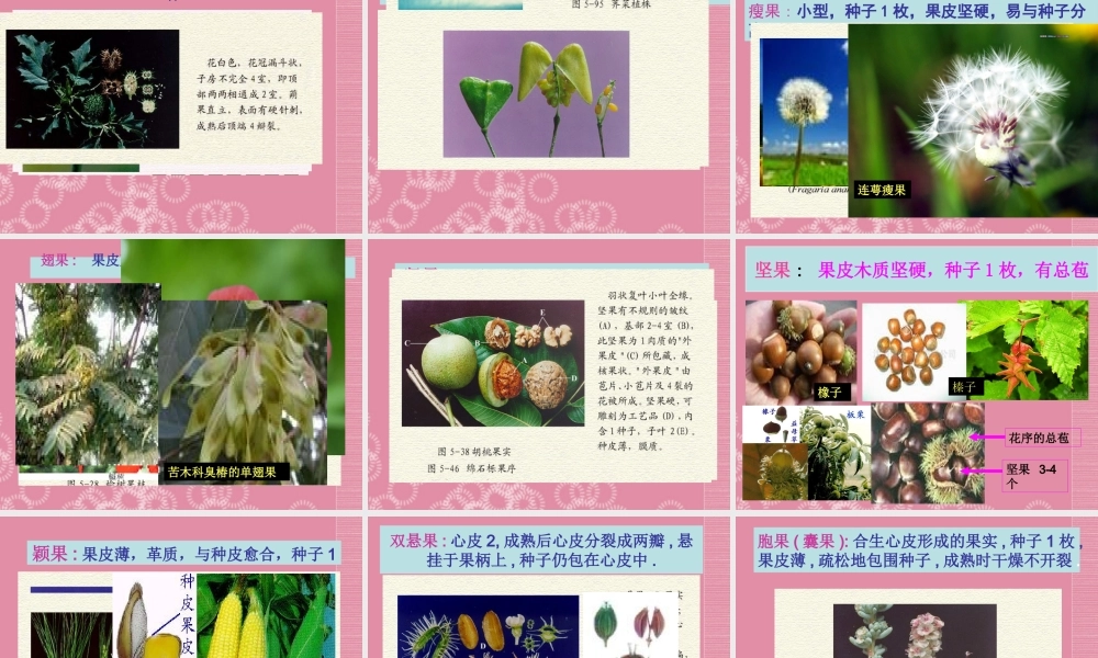 四年级科学下册 果实的形成 3课件 首师大版