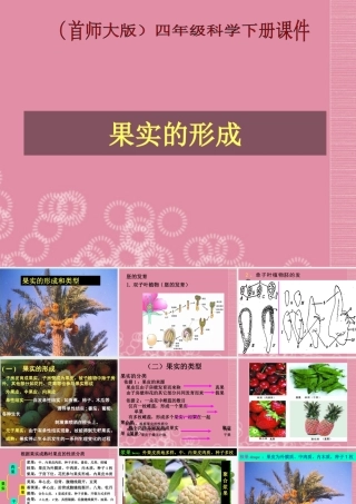 四年级科学下册 果实的形成 3课件 首师大版
