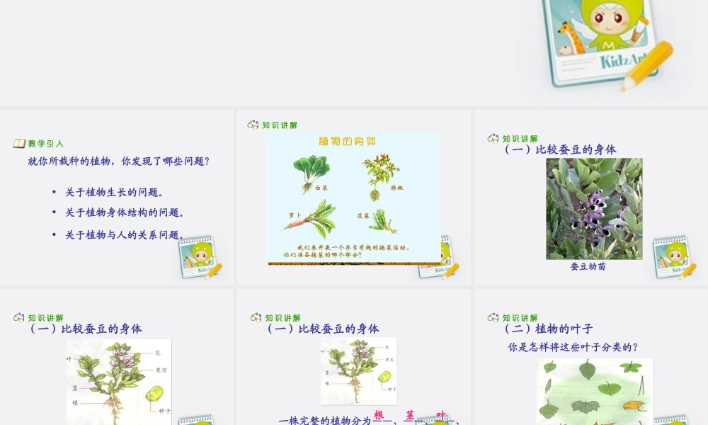 四年级科学上册 植物的身体 1课件 青岛版五年制
