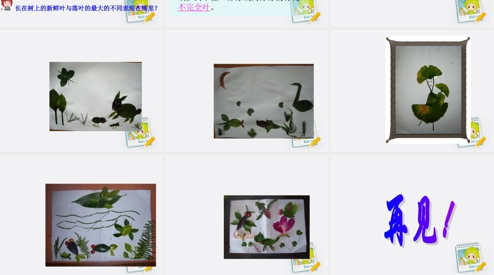 四年级科学上册 植物的叶 4课件 青岛版五年制