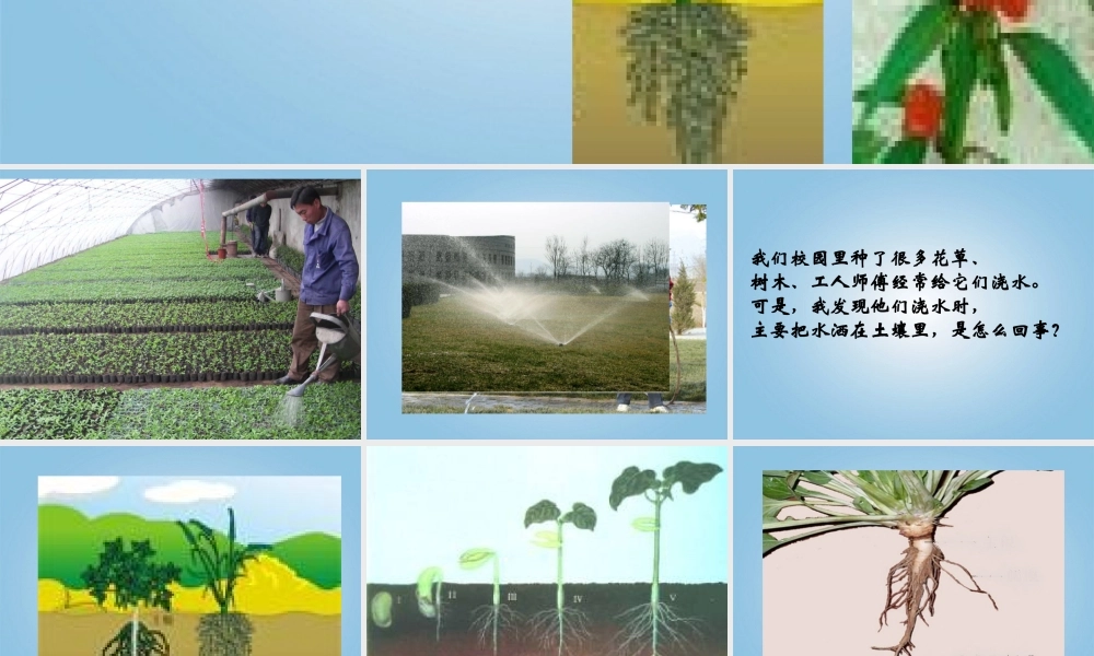 四年级科学下册 植物怎样“喝水”1课件 鄂教版