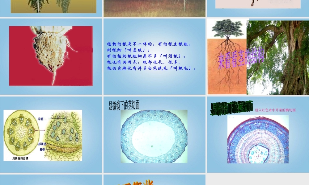 四年级科学下册 植物怎样“喝水”1课件 鄂教版