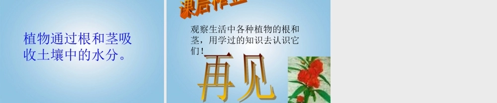 四年级科学下册 植物怎样“喝水”1课件 鄂教版