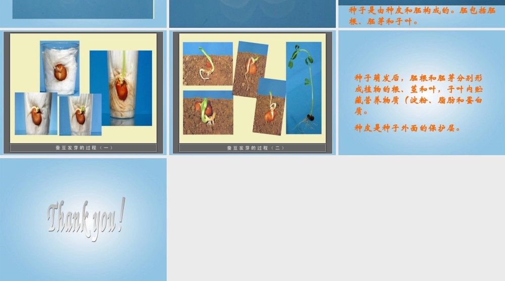 四年级科学下册 种子发芽2课件 鄂教版