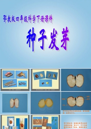 四年级科学下册 种子发芽2课件 鄂教版
