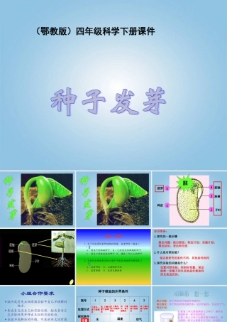 四年级科学下册 种子发芽5课件 鄂教版