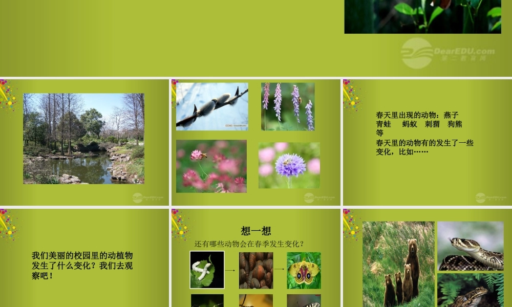 四年级科学下册《春天里的动植物》课件 青岛版