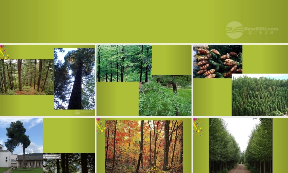 四年级科学下册《木材》课件6 青岛版