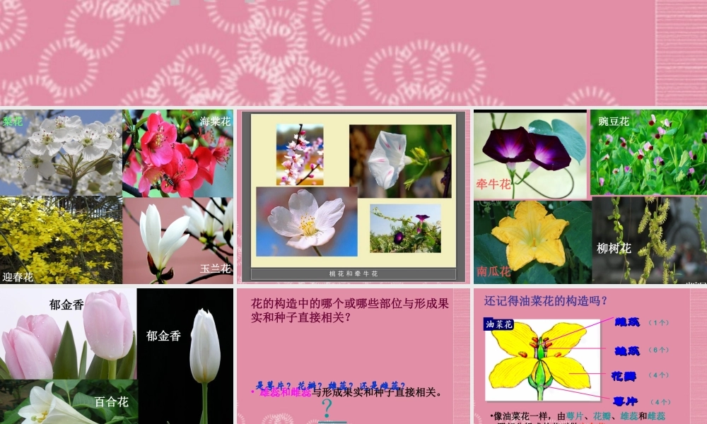 四年级科学下册 各种各样的花 2课件 首师大版