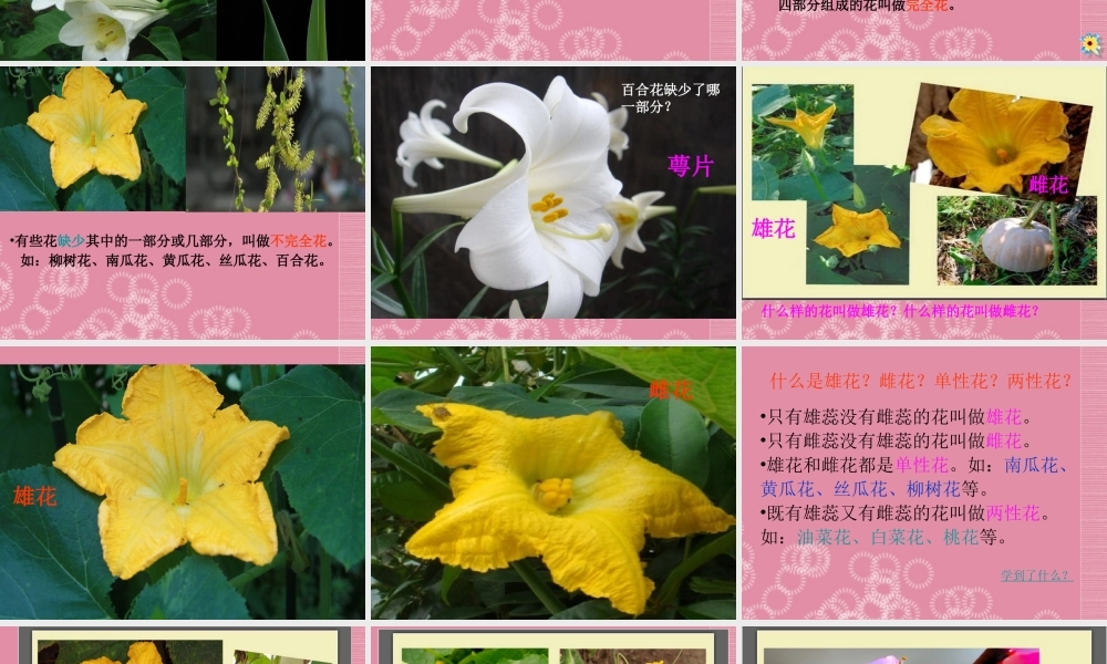 四年级科学下册 各种各样的花 2课件 首师大版