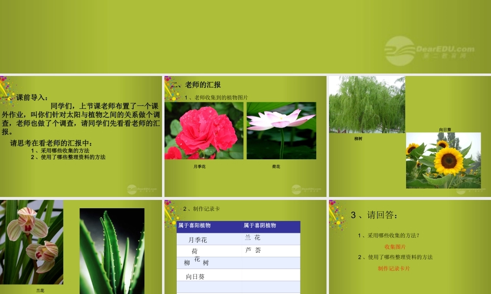 四年级科学下册《太阳与植物》课件1 青岛版