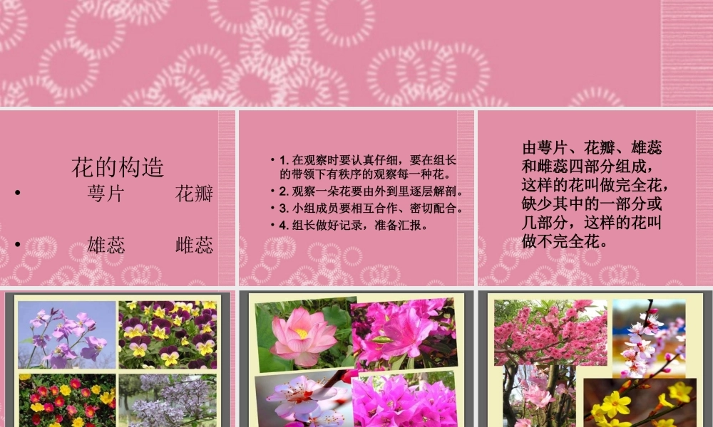 四年级科学下册 各种各样的花 3课件 首师大版