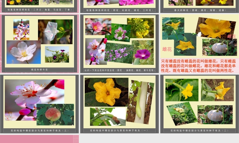 四年级科学下册 各种各样的花 3课件 首师大版