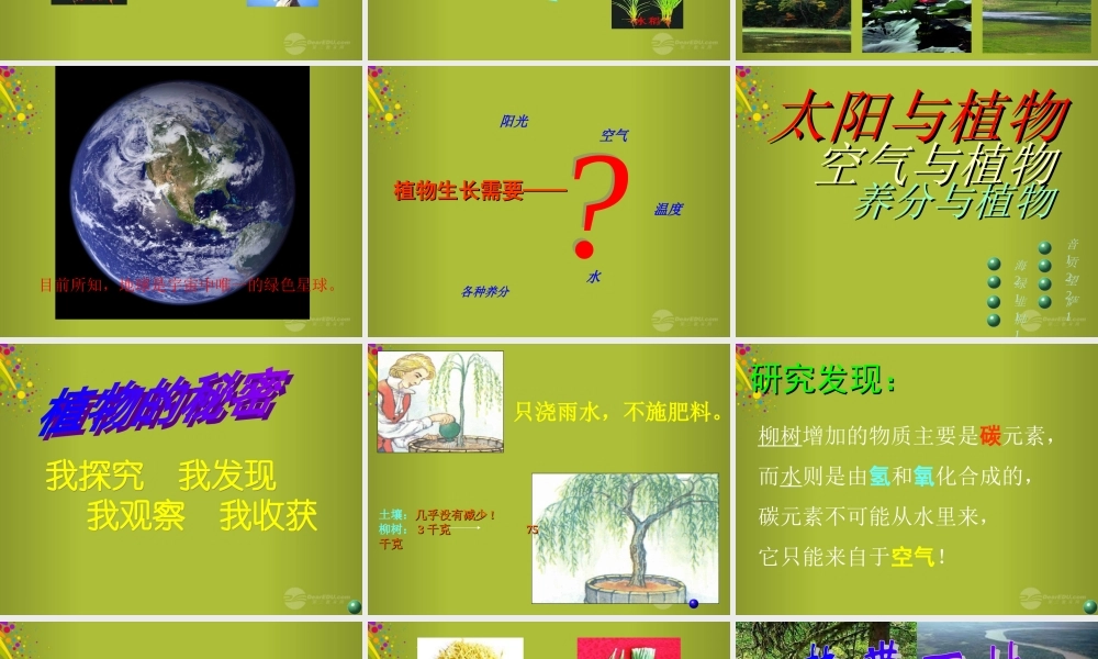 四年级科学下册《太阳与植物》课件2 青岛版