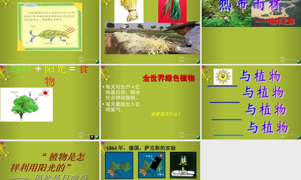 四年级科学下册《太阳与植物》课件2 青岛版