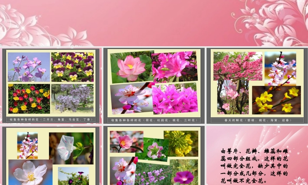 四年级科学下册 各种各样的花 4课件 首师大版