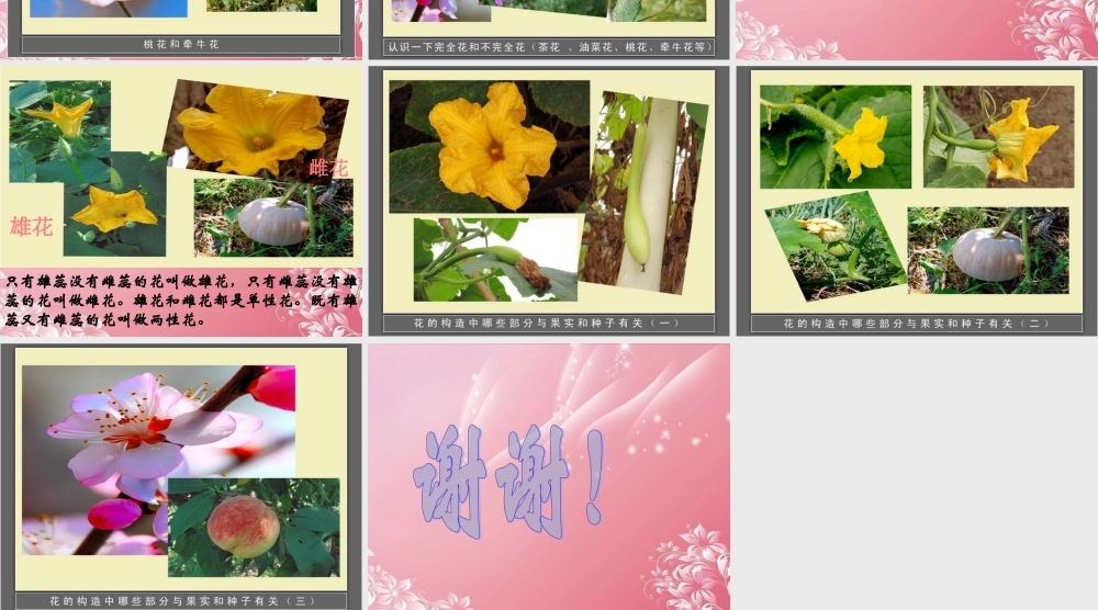 四年级科学下册 各种各样的花 4课件 首师大版