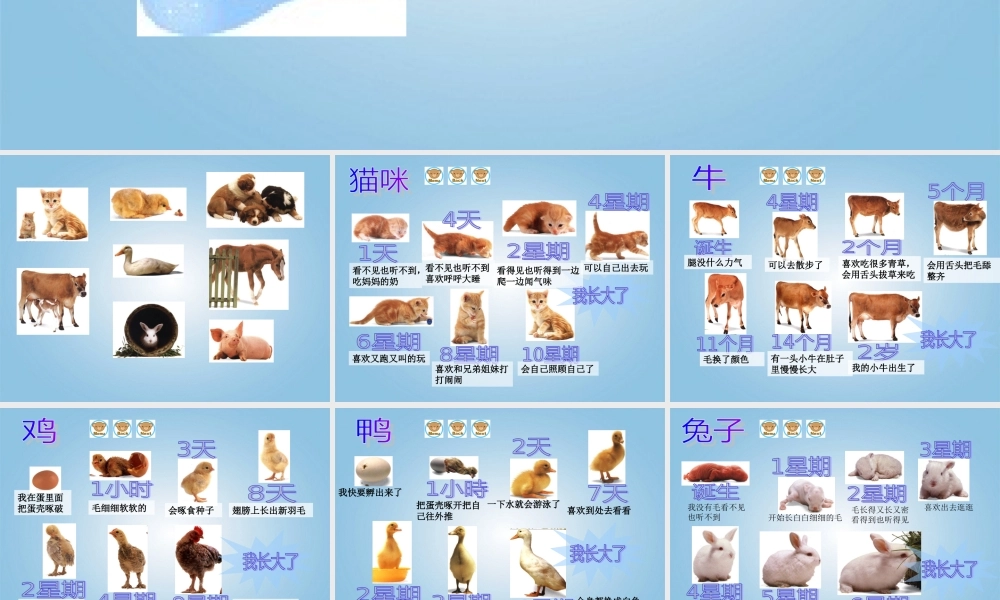 四年级科学下册 小动物的生长2课件 冀教版