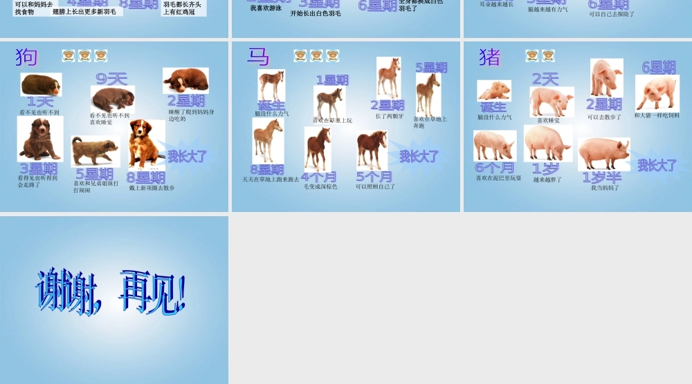 四年级科学下册 小动物的生长2课件 冀教版